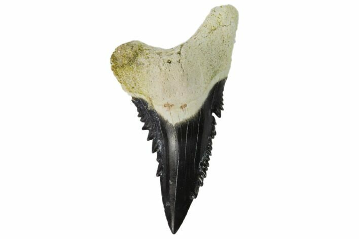 Fossil Shark Tooth (Hemipristis) - Bone Valley, Florida #122678